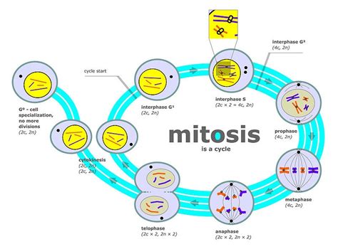 Cell Mitosis Phases (Mnemonic) | Alchemipedia