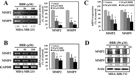 Effects Of BBR On The Activity And Expression Levels Of MMP2 And MMP9