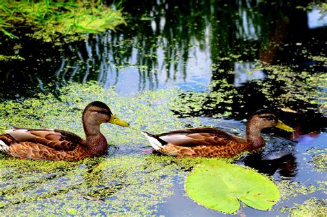 Water Animals Nature - Free photo on Pixabay - Pixabay