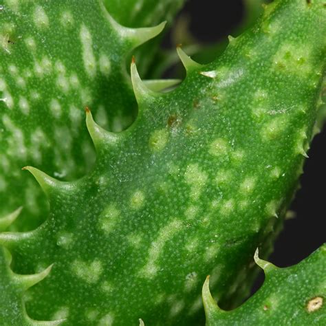 Tiger-Tooth Aloe (Aloe juvenna)