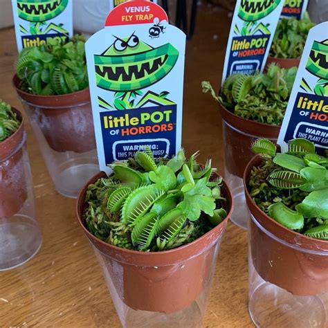 Make Your Own Venus Flytrap Terrarium Birthday Party! | Venus fly trap ...