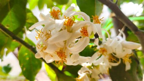 The Most Beautiful Lemon Flowers বাগানে লেবু ফুল Youtube