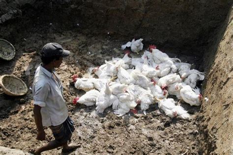 Bird Flu Outbreak Poultry Culling In Puri To Begin Tomorrow Odishabytes