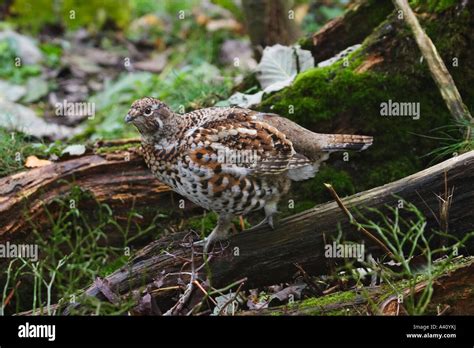 BONASA BONASIA, HASELHENNE Stock Photo - Alamy