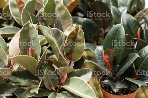 Variegated Rubber Plant Variegata Ficus Elastica Stock Photo Download