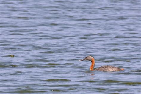 Premium Photo Great Grebe Podiceps Major