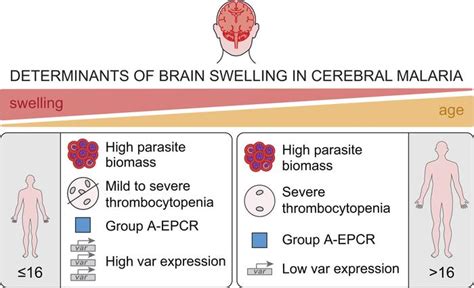 Jci Insight Determinants Of Brain Swelling In Pediatric And Adult Cerebral Malaria