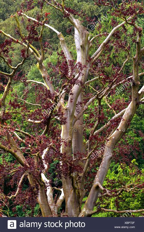 Fagus Sylvatica Atropunicea High Resolution Stock Photography And