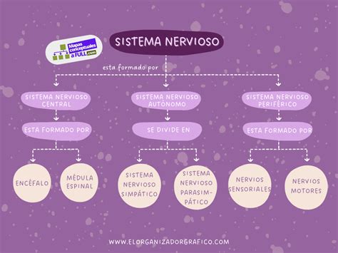 ᐈ Mapas Conceptuales Del Sistema Nervioso