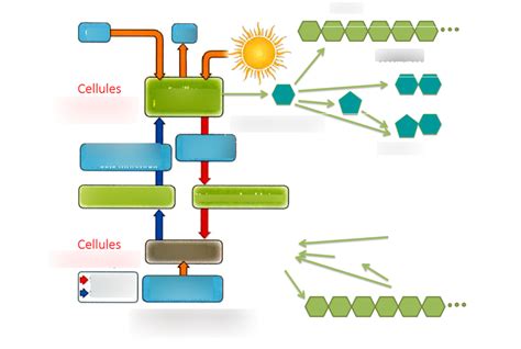 Dia 13 Schéma circulation de la sève récap du I Diagram Quizlet