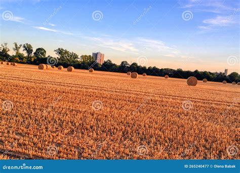 Growing Harvesting And Baling Your Own Hay Stock Image Image Of