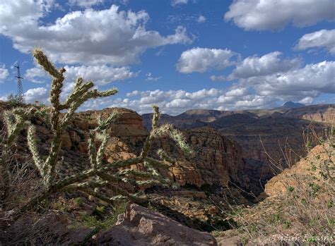 Cholla Superstition Mountains Arizona Tsidun Enasni Flickr