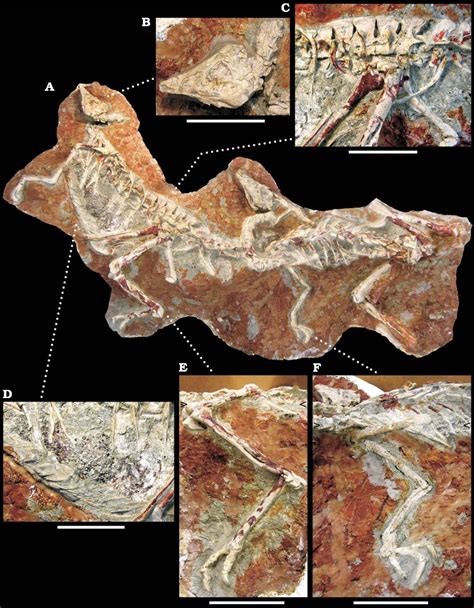 Dinosaur Herd Buried In Noahs Flood In Inner Mongolia