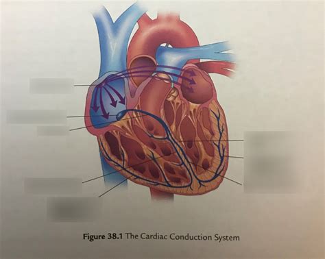 ECG Cardiac Conduction System Diagram Quizlet