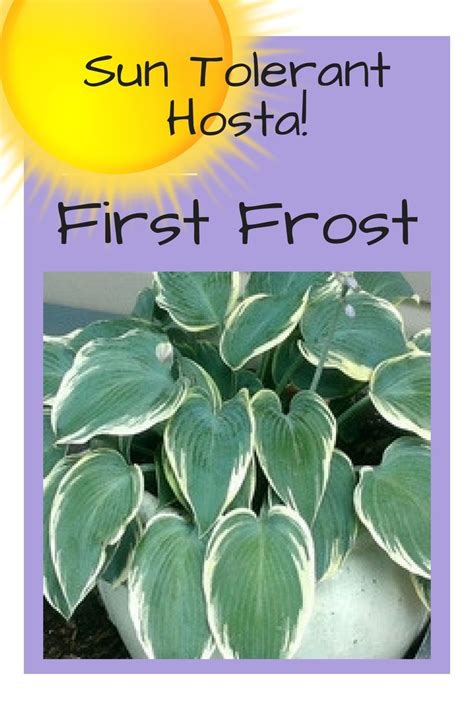 First Frost Hosta Is Sun Tolerant And One Of The Best Hostas To Plant In Sunny Areas As Well As