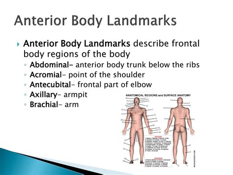 Posterior Body Landmarks