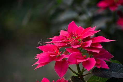 Um Fecho Das Flores Rosa E Vermelha Da Poinsettia Imagem De Stock