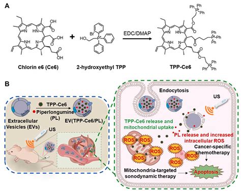 Frontiers Mitochondria Targeted Organic Sonodynamic Therapy Agents