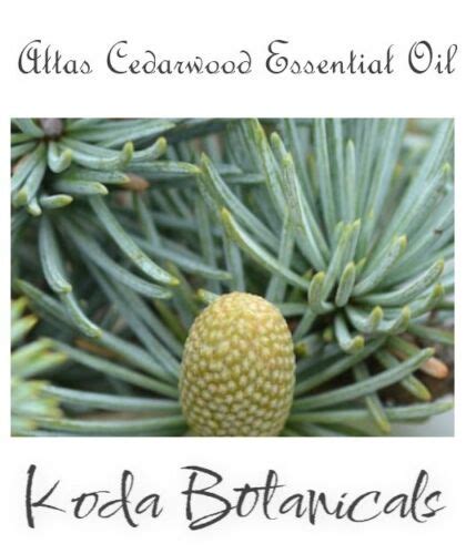 ATLAS CEDARWOOD Cedrus Atlantica 100 Pure Essential Oil 10ml EBay