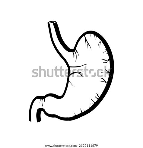 Human Stomach Internal Organ Anatomy Vector Stock Vector Royalty Free