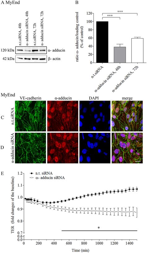 Sirna Mediated Adducin Knockdown Significantly Impaired Endothelial