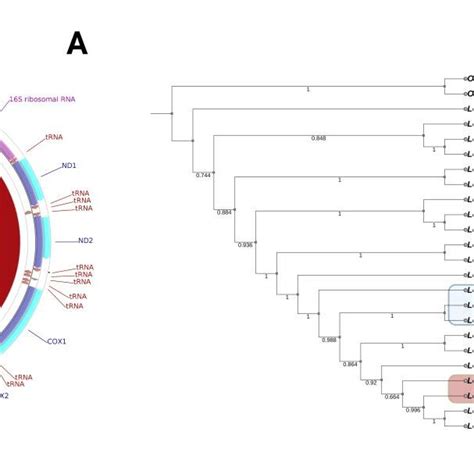 The Mitochondrial Genomes Of Pleistocene Don Hare A Circular