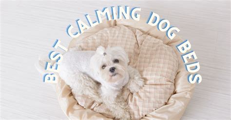 Best Calming Dog Beds 2021 Canine Country