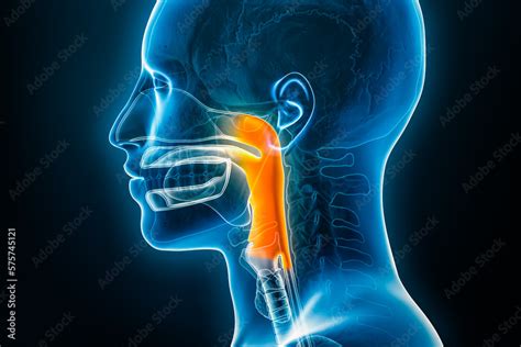 Xray Lateral Or Profile View Of The Pharynx 3d Rendering Illustration