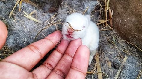 Cute Baby Rabbit Sounds Little Rabbit Love Youtube