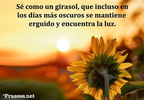 60 Frases De Girasoles Inspiradoras ¡y Su Significado Frases