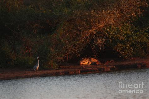 Grey Heron Vs Nile Crocodile Photograph By Reece Peterson Fine Art