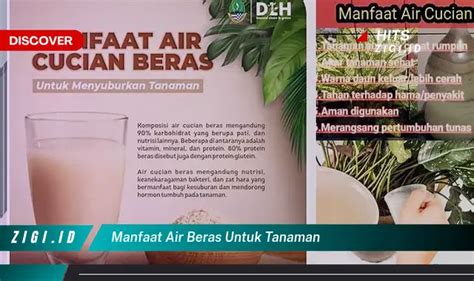 Temukan Manfaat Air Beras Untuk Tanaman Yang Wajib Kamu Intip