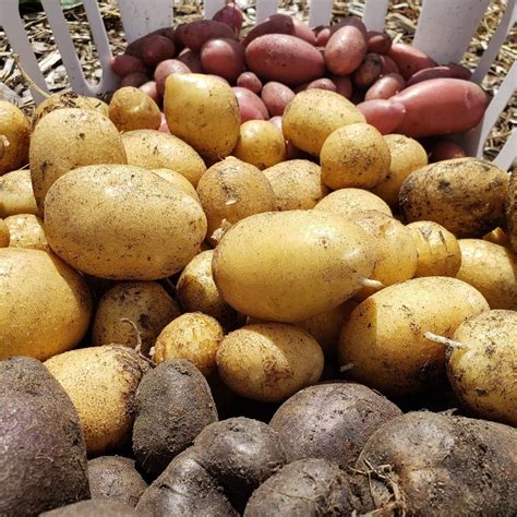 Irish Potato Varieties - DIY