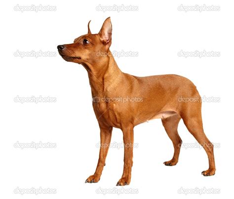 Red Miniature Pinscher — Stock Photo © photopotam #12894787