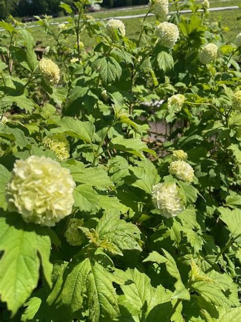 Gefüllter Schneeball Roseum Viburnum opulus Roseum Container 30 50