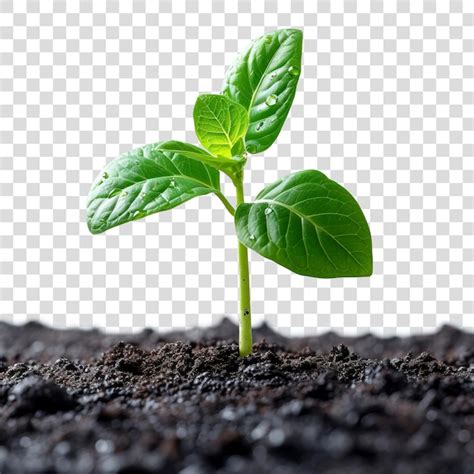 Plante Jeune Germin E Dans Un Tas De Sol Isol Sur Un Fond Transparent