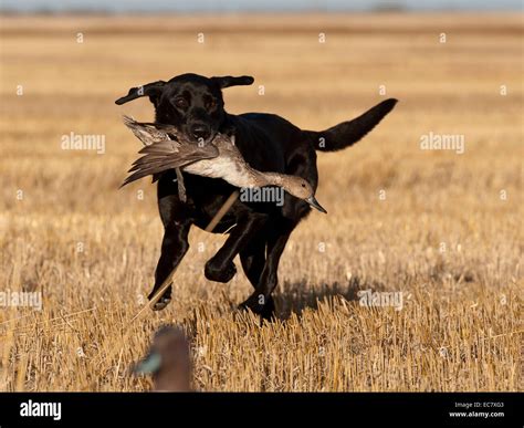 Lab Duck Hunting High Resolution Stock Photography And Images Alamy