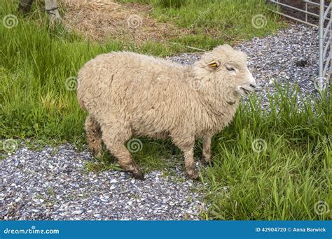 Danish Landrace Sheep Stock Photo Image Of Landfayen 42904720