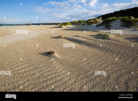 Australia South Australia Kangaroo Island Beach At Vivonne Bay