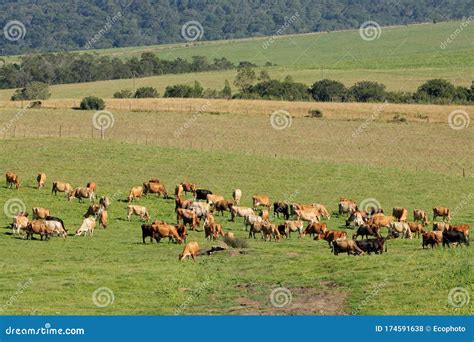 Dairy Cows Grazing On Green Pasture Stock Photo Image Of Graze