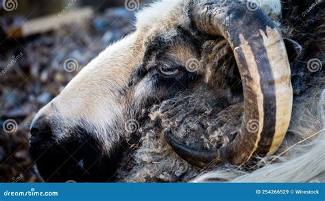 Closeup Of The Gute Sheep Head And Spiral Horns Stock Image Image Of