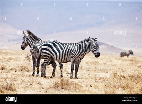 Ngorongoro Krater Burchells Stockfotos Und Bilder Kaufen Alamy