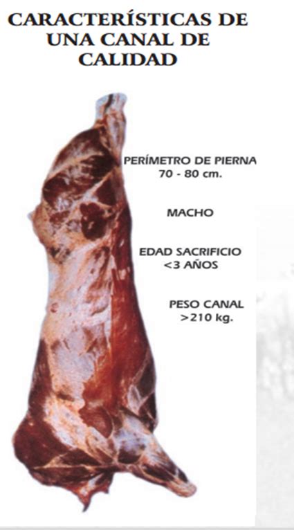 Produccion De Carne Bovina De Colombia Factores De Calidad De La Carne