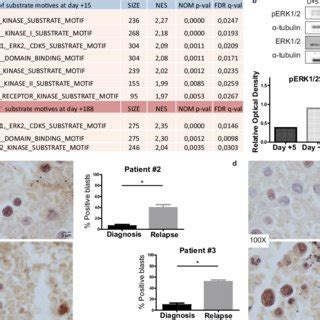 Midostaurin Plus Trametinib Exert Synergistic Cytotoxicity In Flt Wt