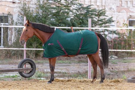 Horse Blanket Basics: What's the Average Size? - Horse Rookie