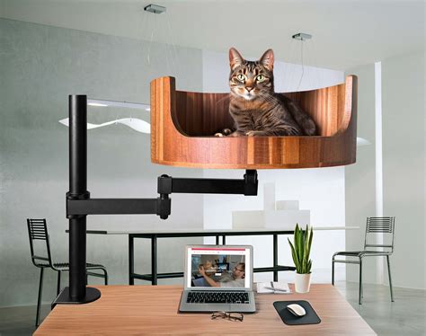 My Cat Pooped On My Bed What To Do Next Desk Cat Nest
