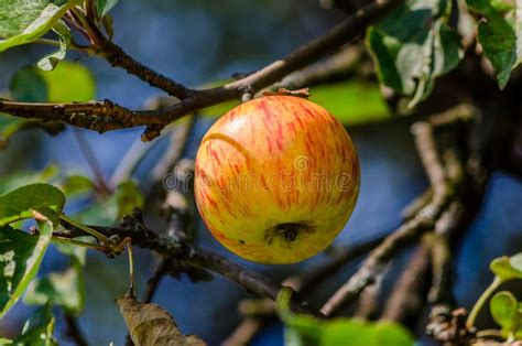 Idared Apples Stock Photo Image Of Idared September 61753466