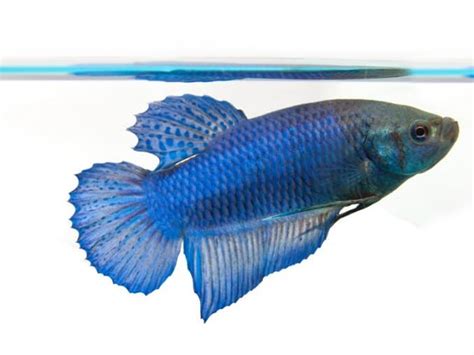 The Complete Glofish Betta Care Guide Fishkeeping World