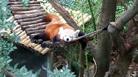 Saving The Red Pandas! – Red Panda Conservation