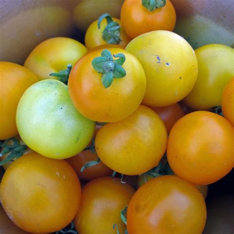 Tomate Jaune Goldene K Nigin Solanum Lycopersicum Graines